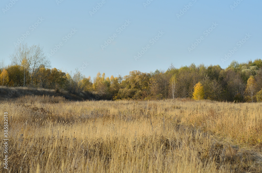Yellow autumn forest in the Tambov region . Yellow autumn forest in the Tambov region .