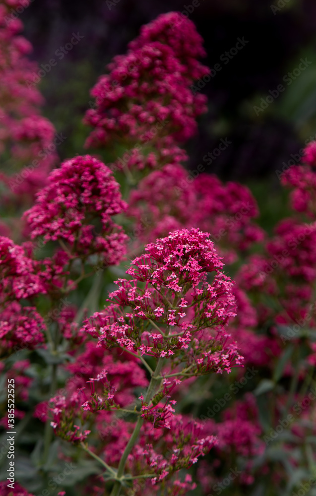 Obraz premium Pink flower garden