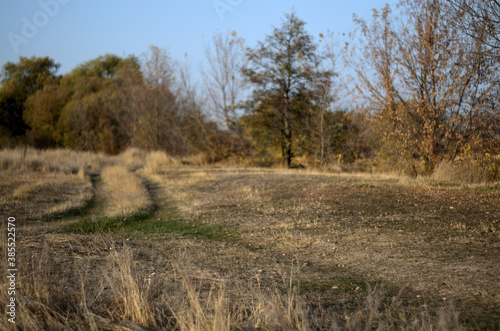 Yellow autumn forest in the Tambov region .