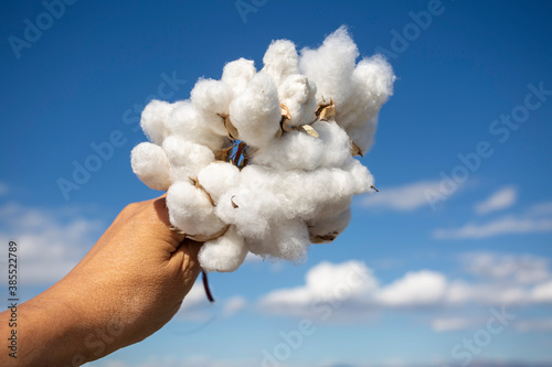 Human-handed cotton bolls t...