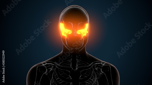 3d illustration of human skeleton skull spheroid bone anatomy photo
