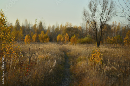 Yellow autumn forest in the Tambov region .