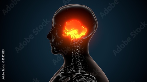 3d illustration of human skeleton skull spheroid bone anatomy