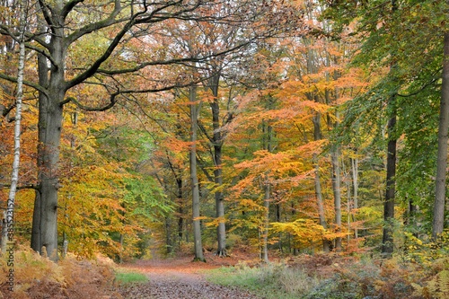 the beautiful forest in autumn