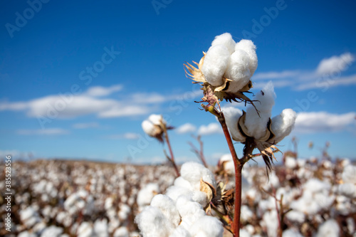 Cotton field (Turkey / Izmir). Agriculture concept photo. photo
