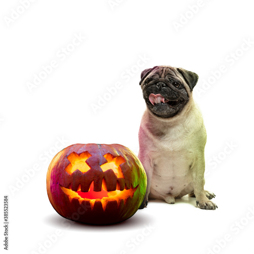Cute puppy with halloween Jack-o-Lantern pumpkin isolated on white studio background. Meeting the autumn holidays with traditional decoration. Concept of pet's love, fun, sales, ad. Copyspace.