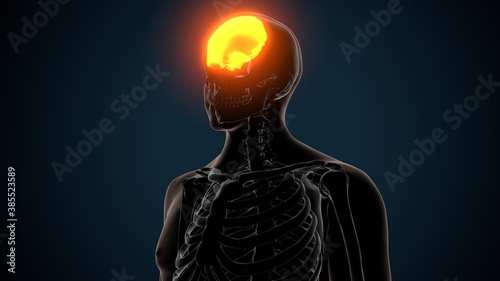 3d illustration of human skeleton skull frontal bone anatomy