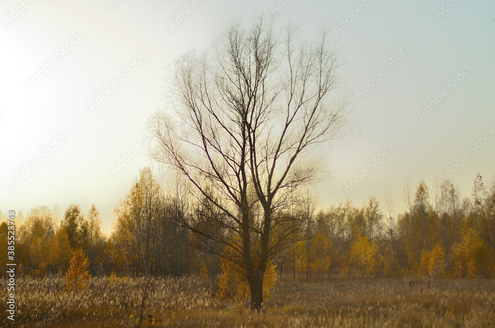 Yellow autumn forest in the Tambov region . Yellow autumn forest in the Tambov region .