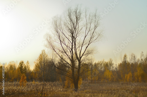 Yellow autumn forest in the Tambov region . © Sergey