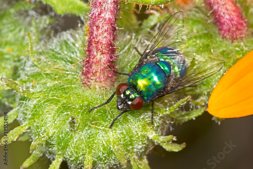 Brightly colored banded blowfly on flower photo