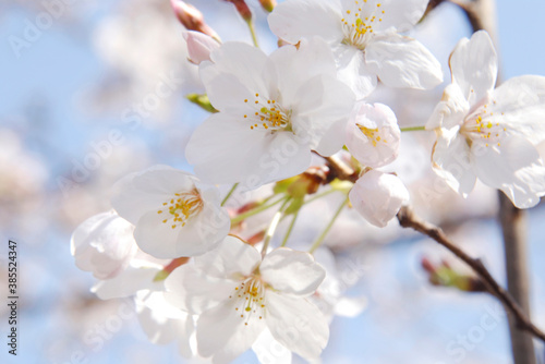 桜