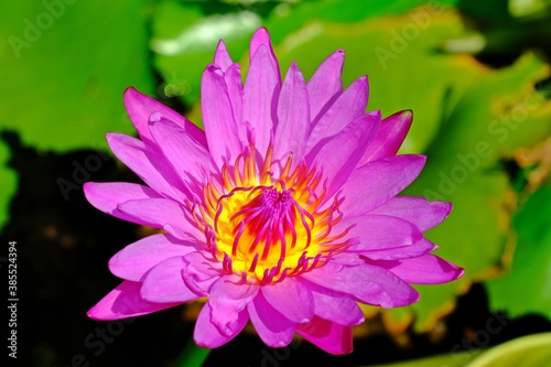 Beautiful pink lotus flower or water lily blossom with green leaves and water background.