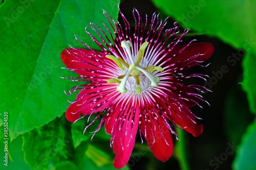 Beautiful blooming Red Passion flower (Passiflora foetida) with green leaves background. photo