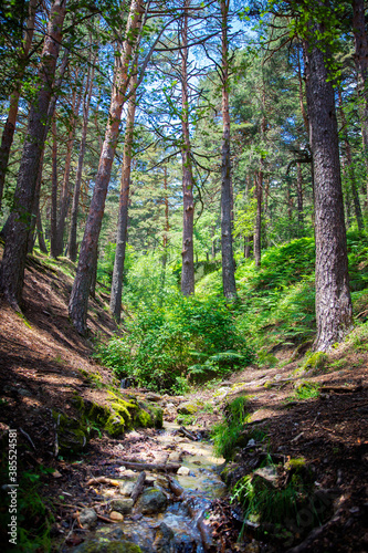 Bosque de pinos  helechos y arroyo