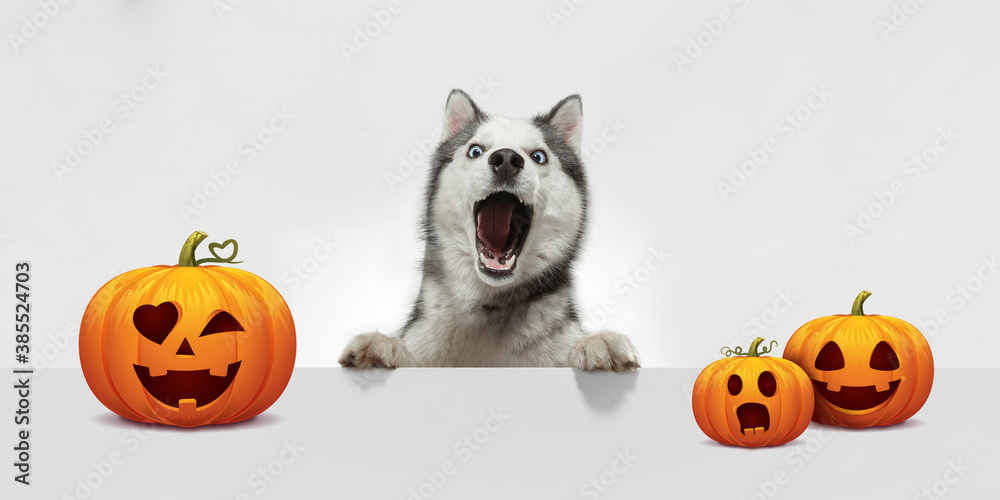 Cute puppy with halloween Jack-o-Lantern pumpkin isolated on white studio background. Meeting the autumn holidays with traditional decoration. Concept of pet's love, fun, sales, ad. Copyspace. - obrazy, fototapety, plakaty 