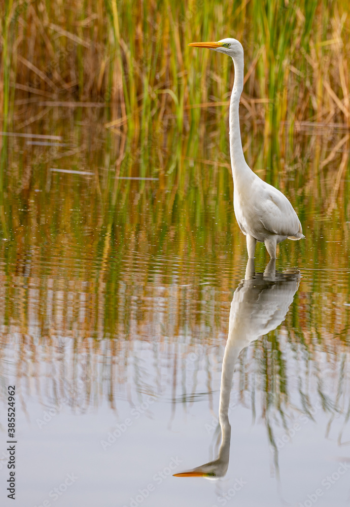 Great White Egret, reflecting Great White Egret, reflecting
