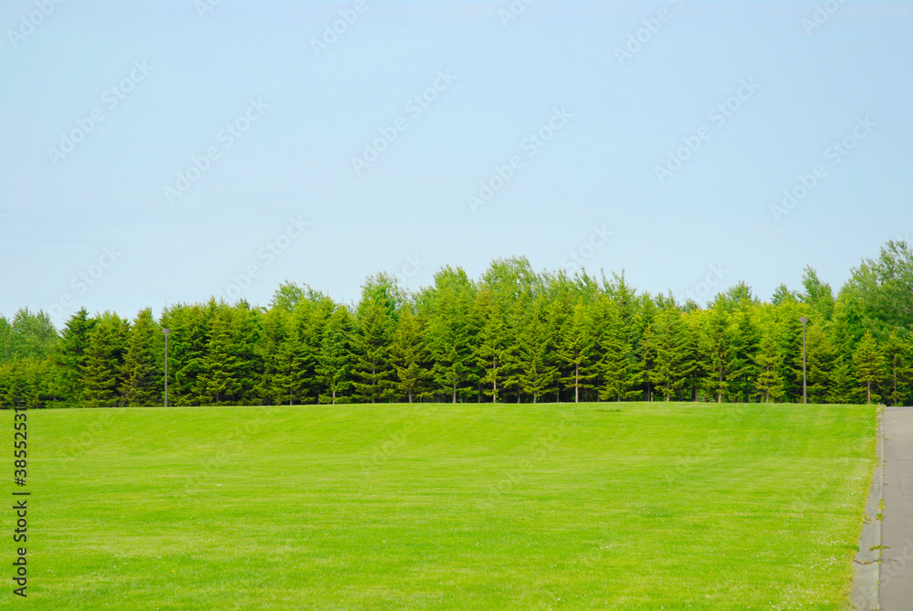 Fototapeta premium グリーン