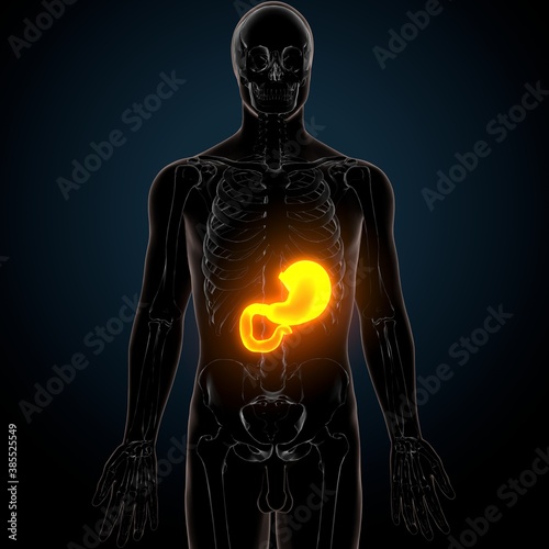 3d illustration of stomach anatomy human digestive system © PIC4U