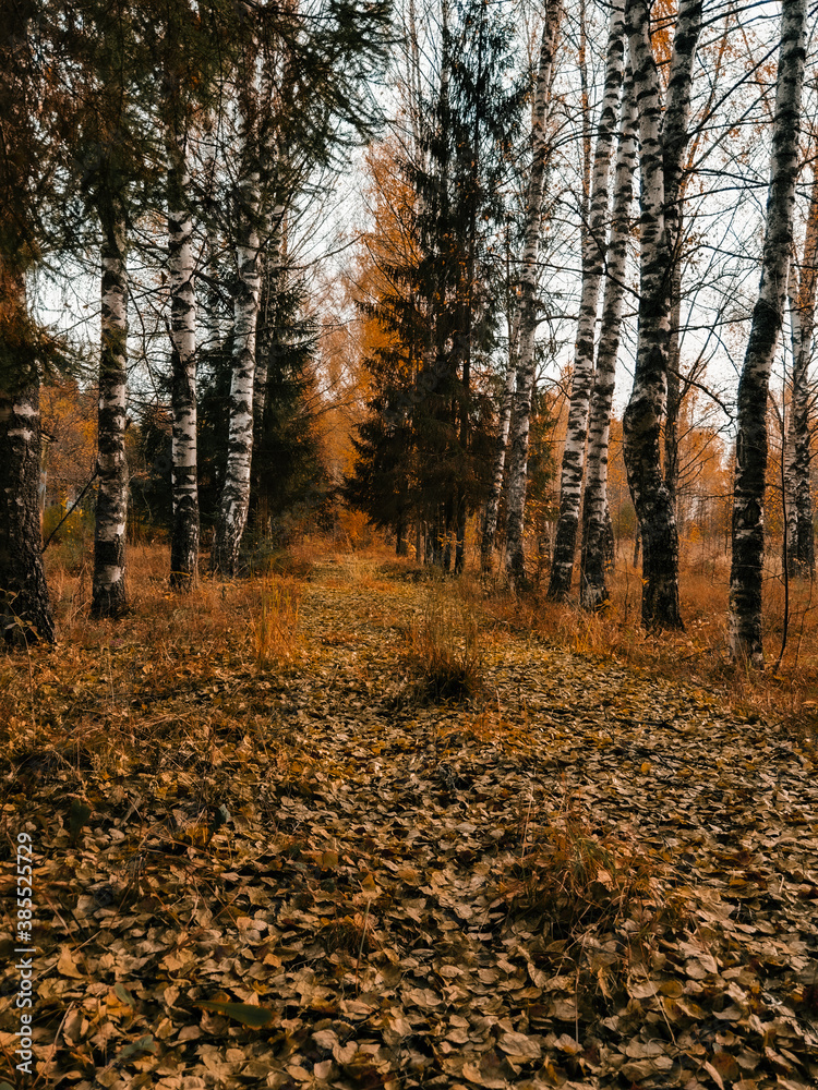 Fototapeta premium Autumn nature