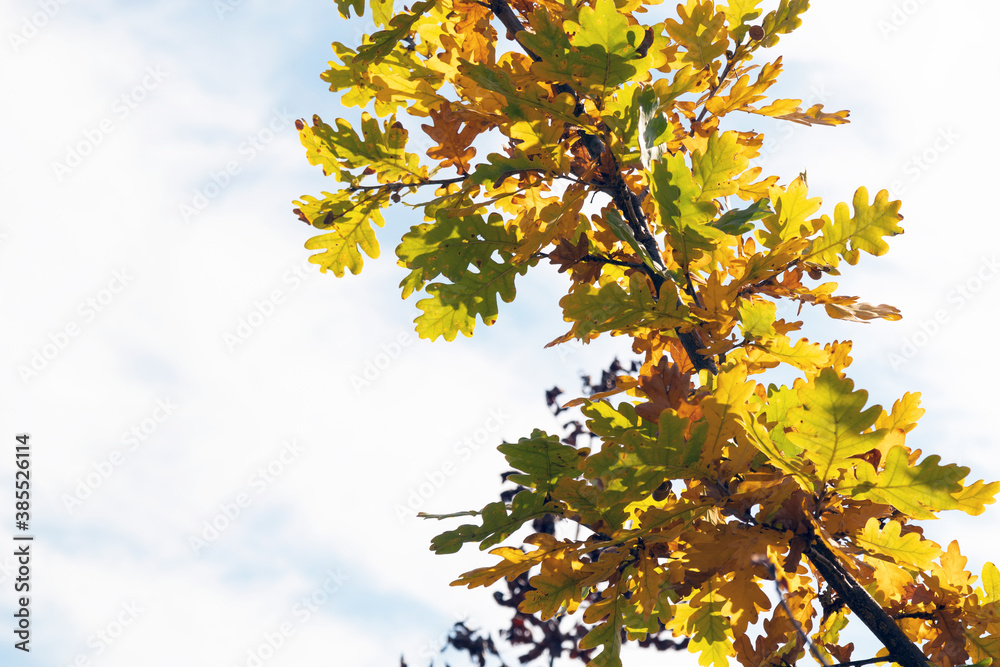 Multicolored branch of oak leaves against the sky. Autumn time. Abstract background.