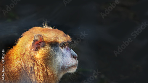 Konstfotografi Red Monkey Hussar close-up portrait on dark background