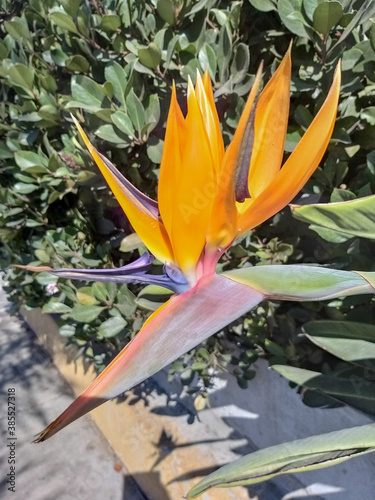 Flower named bird of paradise