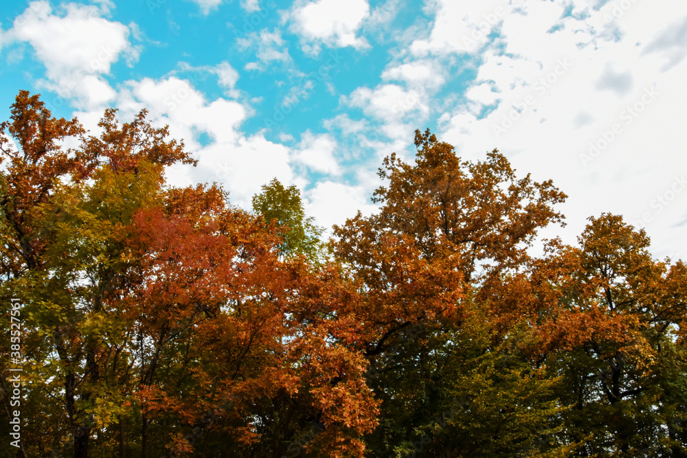 Autumn colorful trees against a bright blue sky with white clouds. Autumn landscape, place for text. Autumn colorful trees against a bright blue sky with white clouds. Autumn landscape, place for text.