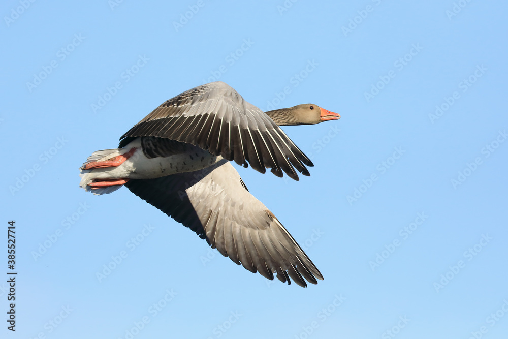 greylag goose greylag goose