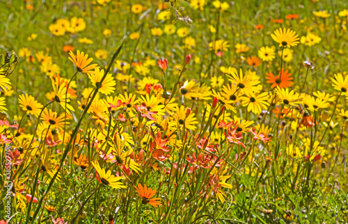 Mass of yellow and red spring wildflowers photo