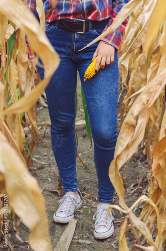 Crop view of Young woman farmer with corn harvest. Worker holding autumn corncobs. Farming and gardening