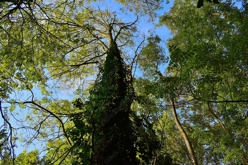 Obraz premium trees and sky