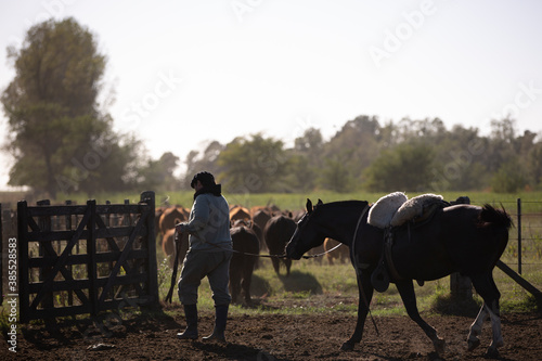 Hombres trabajando con ganado a caballo © Santa001