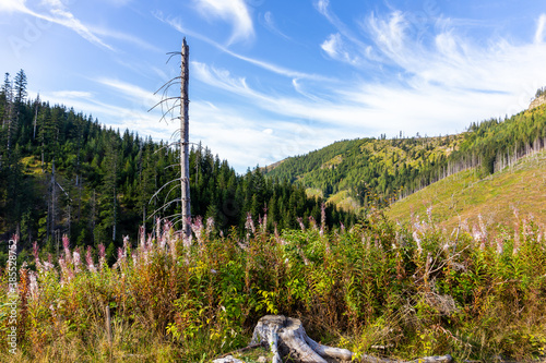 Dry tree trunk and pink fireweed (Chamaenerion angustifolium) flowers in Lejowa Valley in Tatra Mountains, with coniferous forest and pine trees in the background, crystal blue sky, Poland. photo