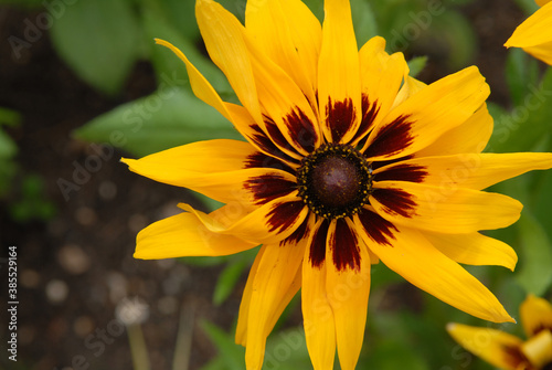 Rudbeckia hérissé photo