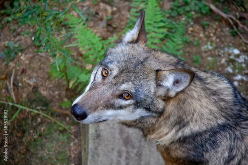 Portrait of grey wolf in National Park Sumava. Canis lupus.