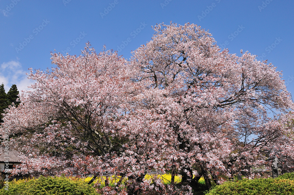 Naklejka premium 狩宿の下馬桜