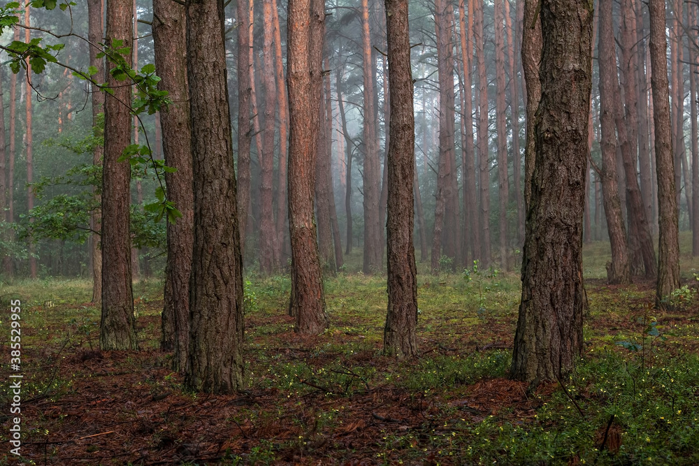 Naklejka premium Las