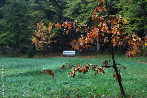 A small meadow of the park surrounded by old fir trees and a white bench at the edge of the forest