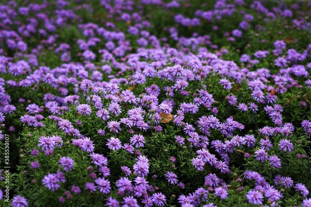 Obraz premium Purple autumn spray asters on a background of green leaves and shoots