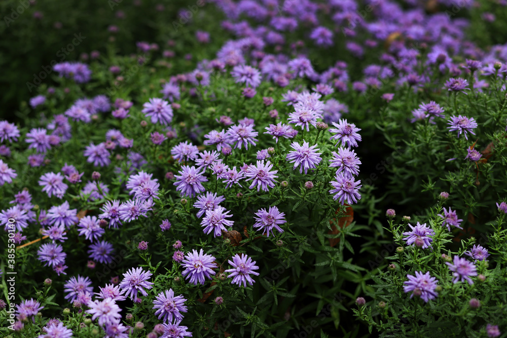 Purple autumn spray asters on a background of green leaves and shoots Purple autumn spray asters on a background of green leaves and shoots
