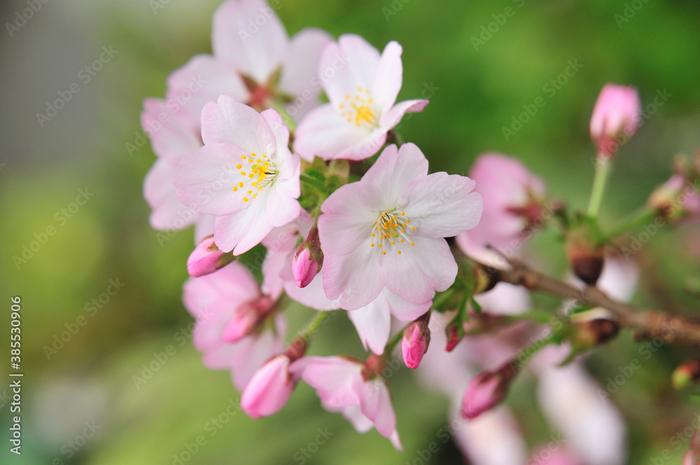 御殿場桜 御殿場桜