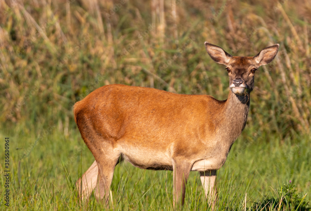 Red Deer hinds