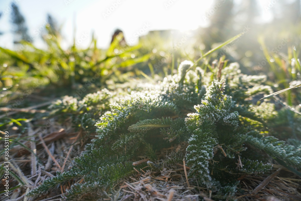 The grass on the ground is covered with frost 2 The grass on the ground is covered with frost 2