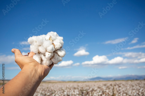 Human-handed cotton bolls t...