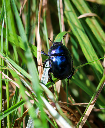 Nahaufnahme eines Waldmistkäfers (Anoplotrupes stercorosus) auf dem Waldboden.