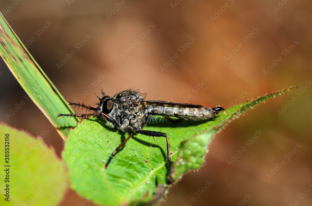 Eine Raubfliege oder Jagdfliege (Asilidae) auf einem Blatt. Eine Raubfliege oder Jagdfliege (Asilidae) auf einem Blatt.