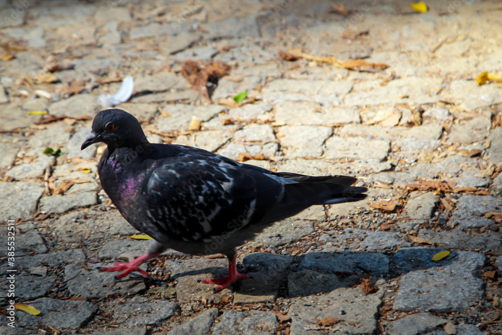 Fototapeta premium Portrait einer Taube, Columbidae. Tauben findet man überall auf der Welt.