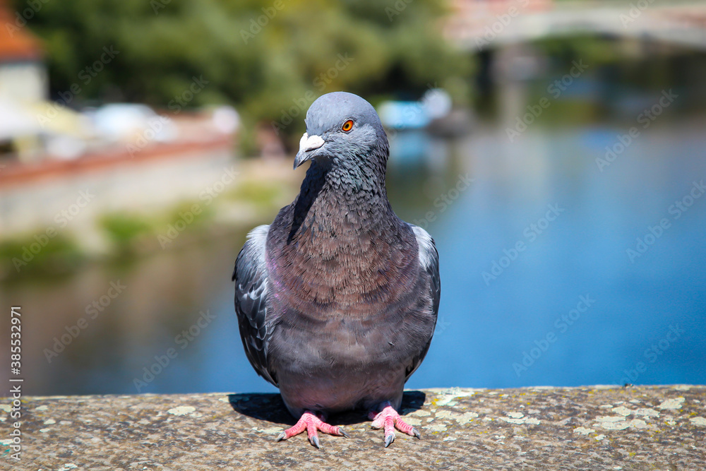 Fototapeta premium Portrait einer Taube, Columbidae. Tauben findet man überall auf der Welt.