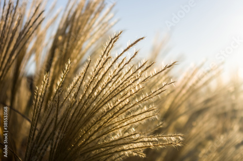 Chinese Silver Grass, Maiden Grass, Miscanthus chinese, Miscanthus sinensis illuminated by soft evening sunlight, autumn background, close up © Wingedbull