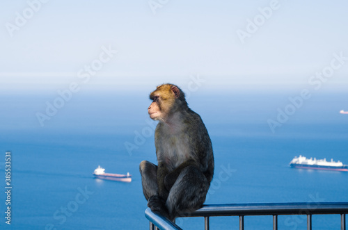 Barbary macaque (magot) sits on railing. Strait of Gibraltar in the background. Upper Rock area of the Gibraltar Nature Reserve, British Overseas Territory photo